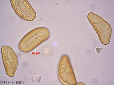 ISEM 1/Ornithoglossum_glaucum_36586/Ornithoglossum_glaucum_36586_0001(copy)_thumb.jpg